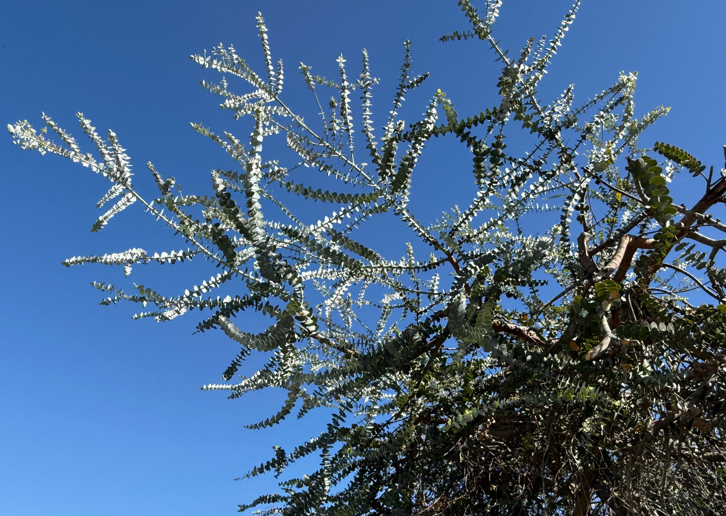 Eucalyptus Baby Blue (Dwarf Florist) - 1,000 Seeds - Bulk