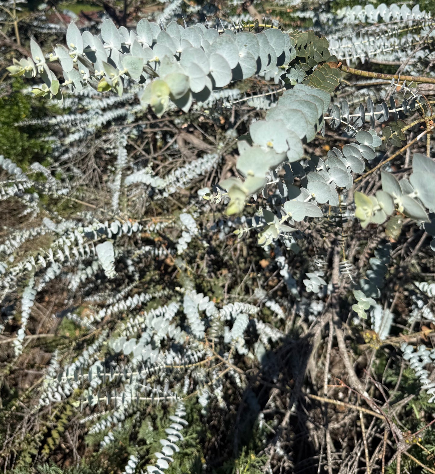 Eucalyptus Baby Blue (Dwarf Florist) - 1,000 Seeds - Bulk