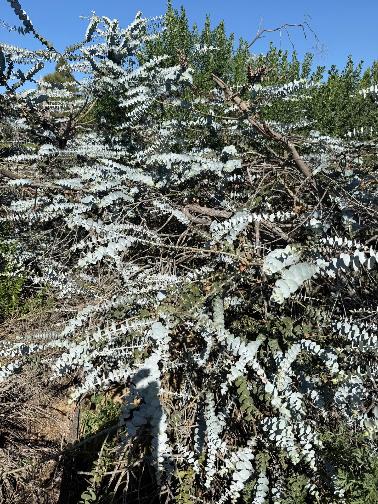 Eucalyptus Baby Blue (Dwarf Florist) - 1,000 Seeds - Bulk