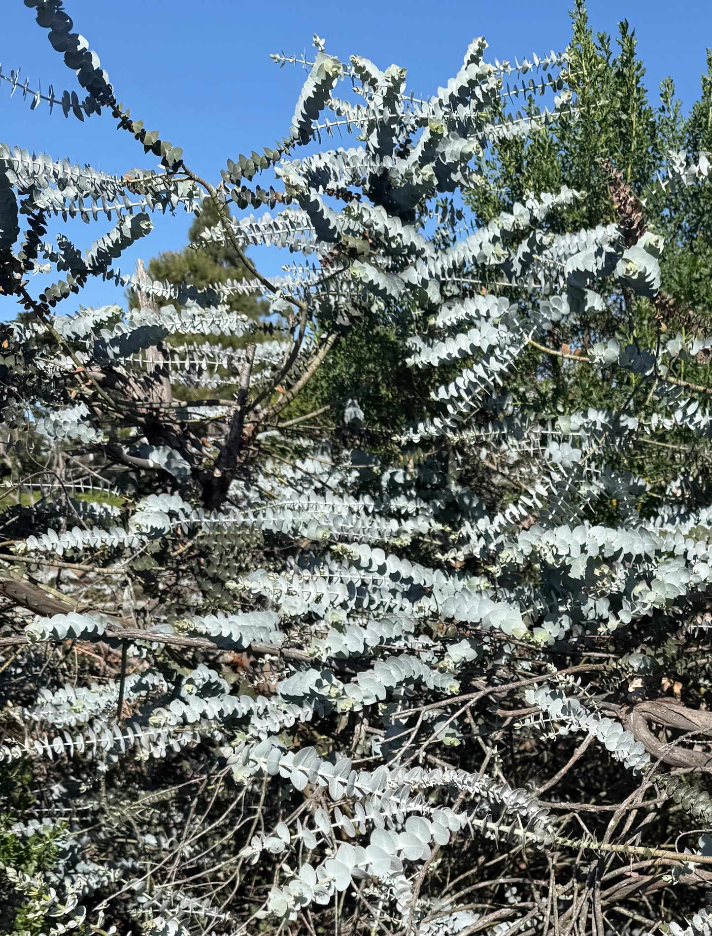 Eucalyptus Baby Blue (Dwarf Florist) - 1,000 Seeds - Bulk