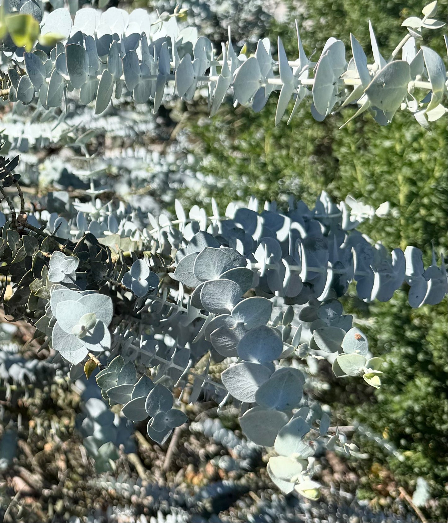 Eucalyptus Baby Blue (Dwarf Florist) - 1,000 Seeds - Bulk