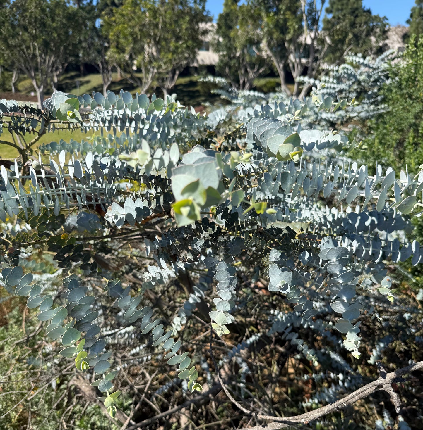 Eucalyptus Baby Blue (Dwarf Florist) - 1,000 Seeds - Bulk