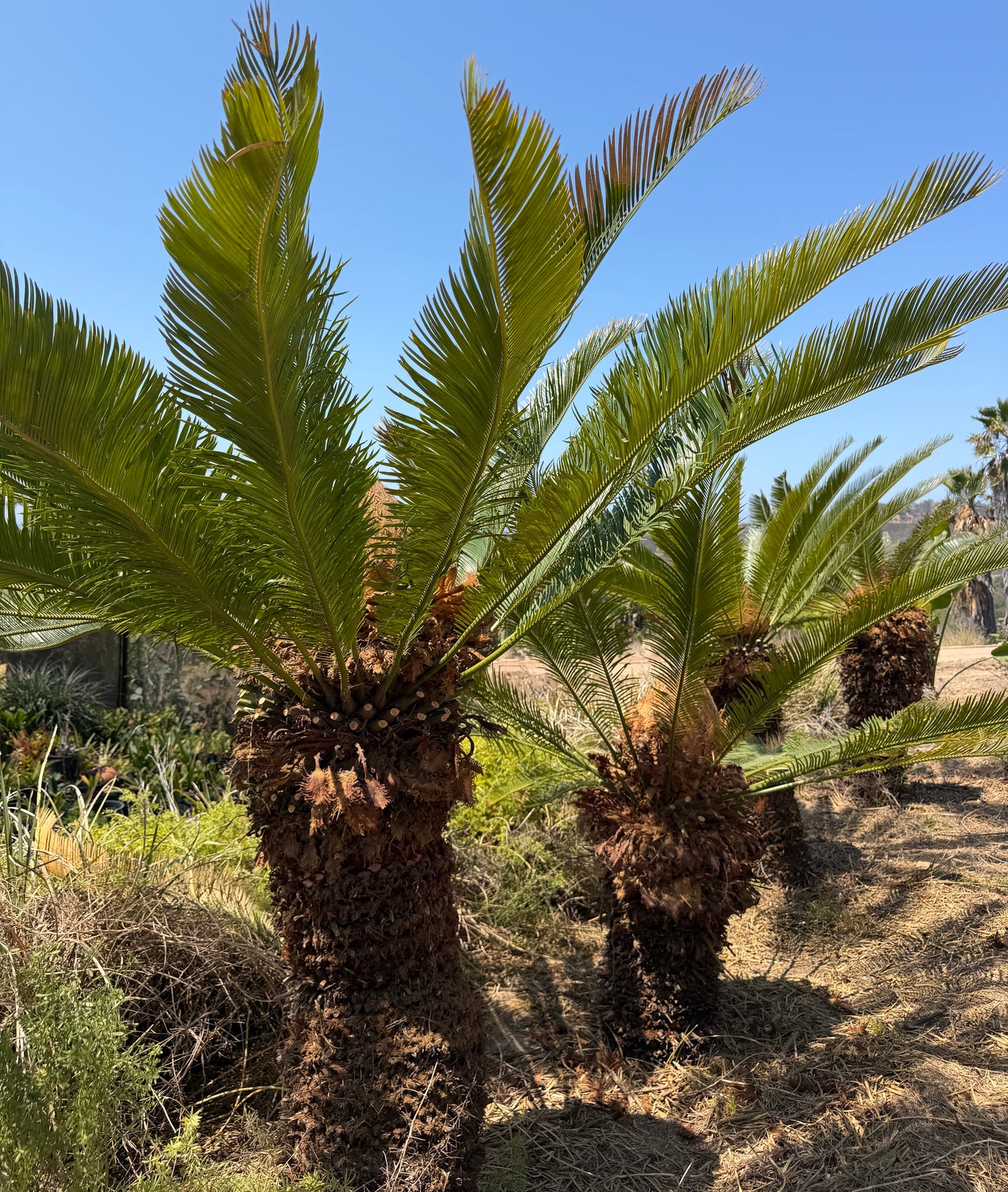 Cycas taitungensis (Emperor Sago) – 10 Seeds - 2026 Harvest