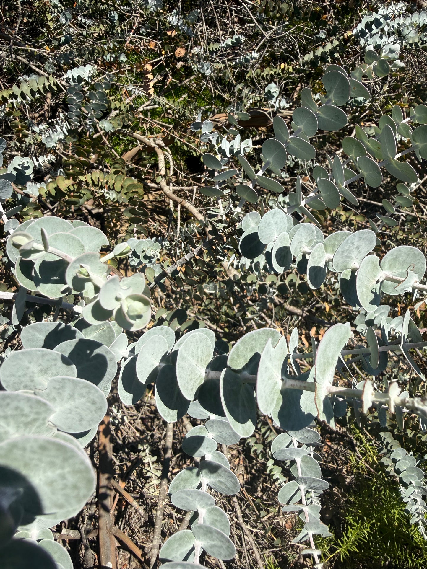 Eucalyptus ‘Kira Supreme’ (Dwarf Silver Dollar Eucalyptus) - 1,000 Seeds - Bulk