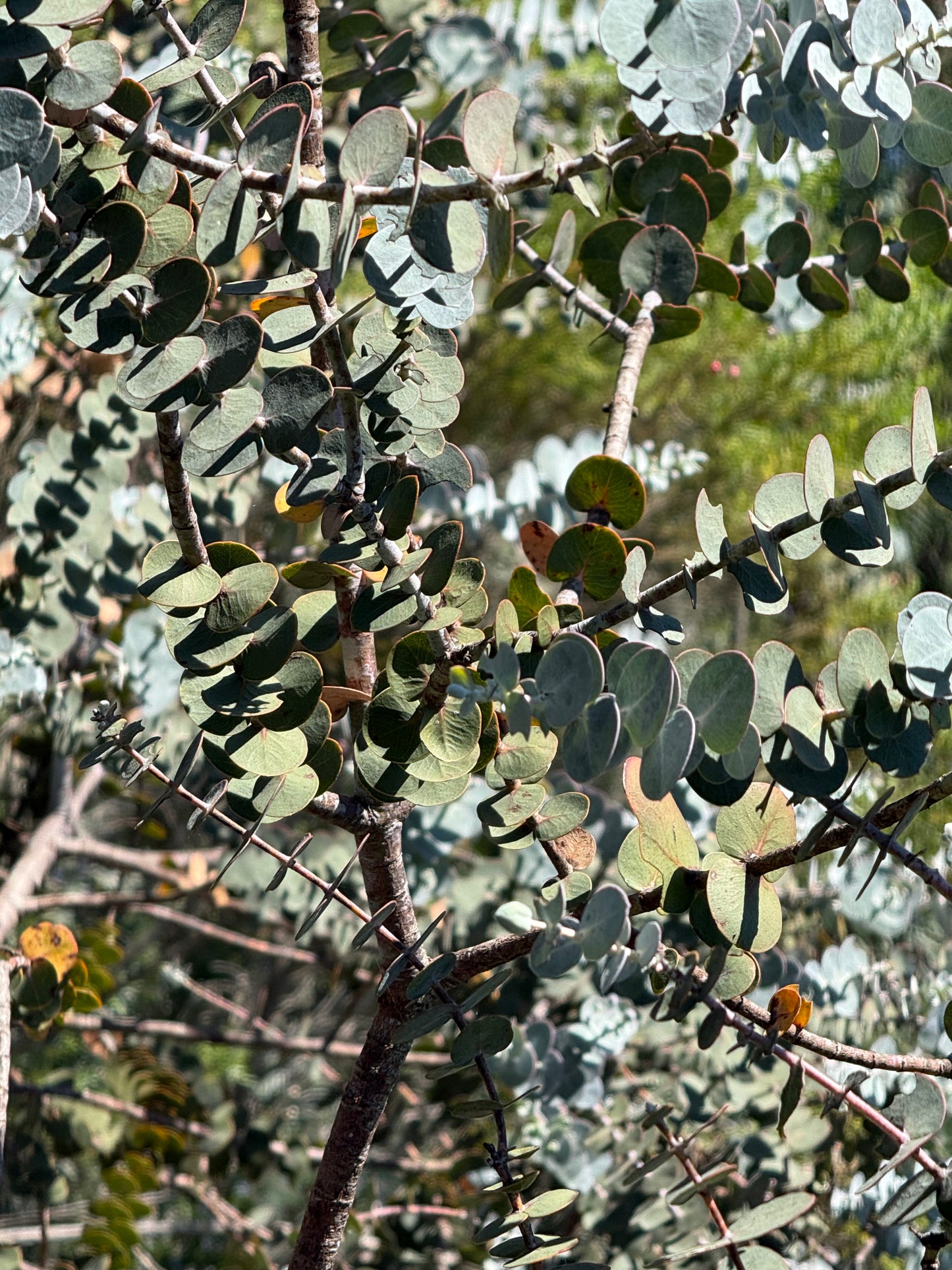 Eucalyptus ‘Kira Supreme’ (Dwarf Silver Dollar Eucalyptus) - 1,000 Seeds - Bulk
