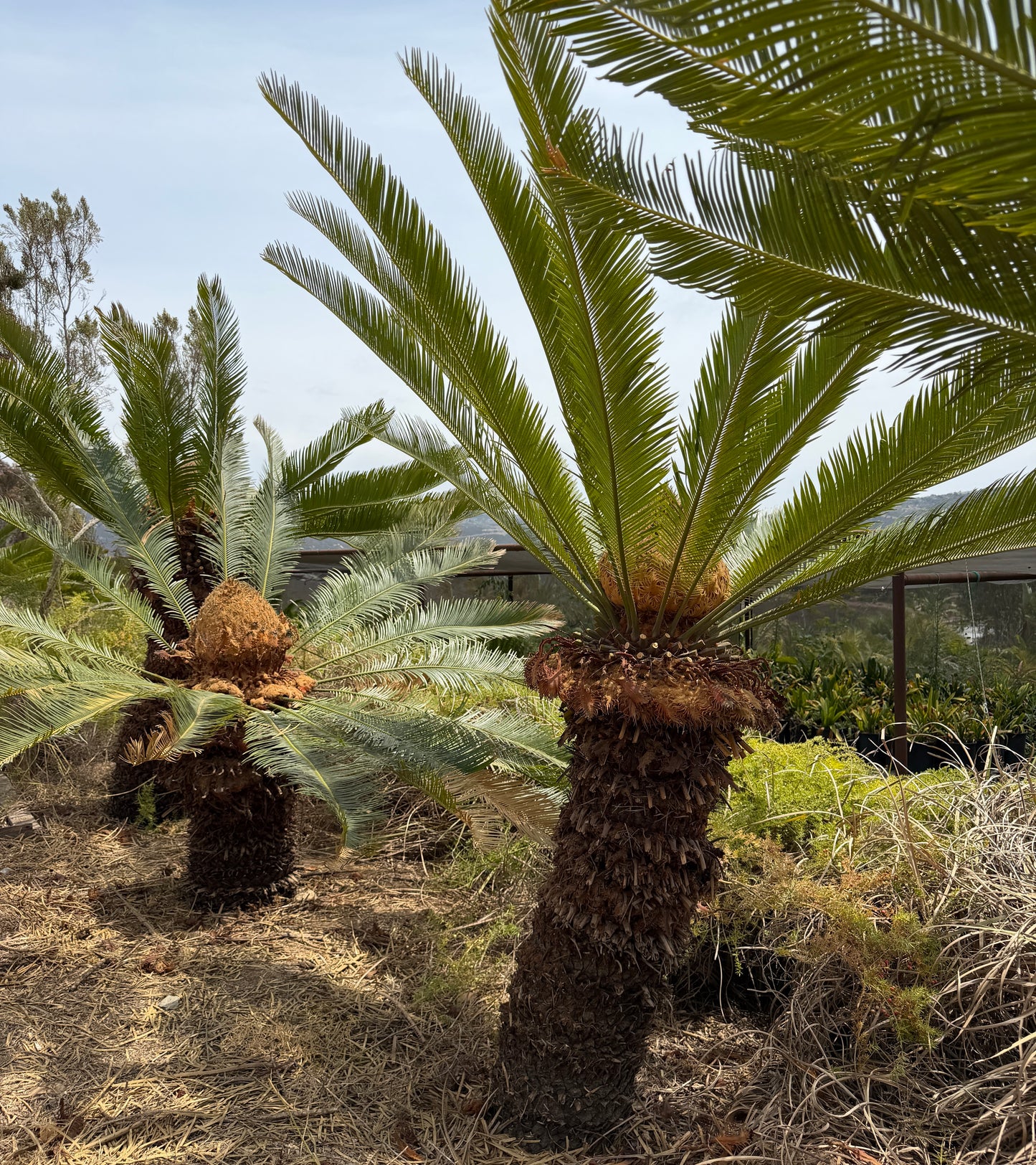 Cycas taitungensis (Emperor Sago) – 10 Seeds - 2026 Harvest