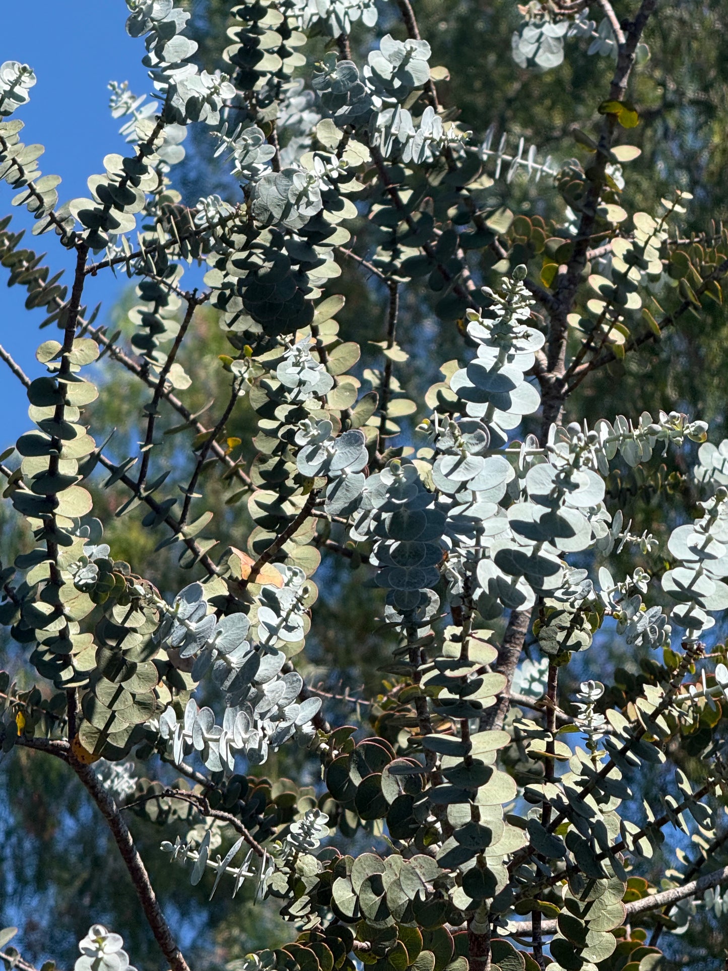 Eucalyptus ‘Kira Supreme’ (Dwarf Silver Dollar Eucalyptus) - 1,000 Seeds - Bulk