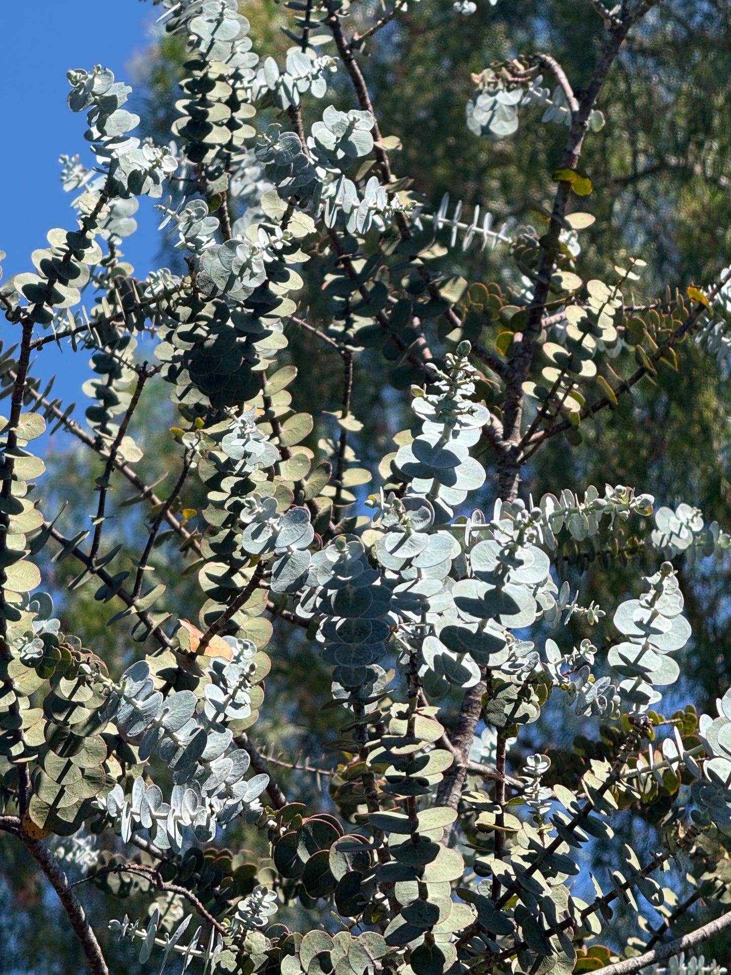 Eucalyptus ‘Kira Supreme’ (Dwarf Silver Dollar Eucalyptus) - 1,000 Seeds - Bulk