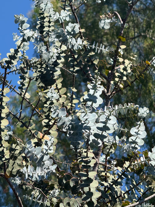 Eucalyptus ‘Kira Supreme’ (Dwarf Silver Dollar Eucalyptus) - 1,000 Seeds - Bulk