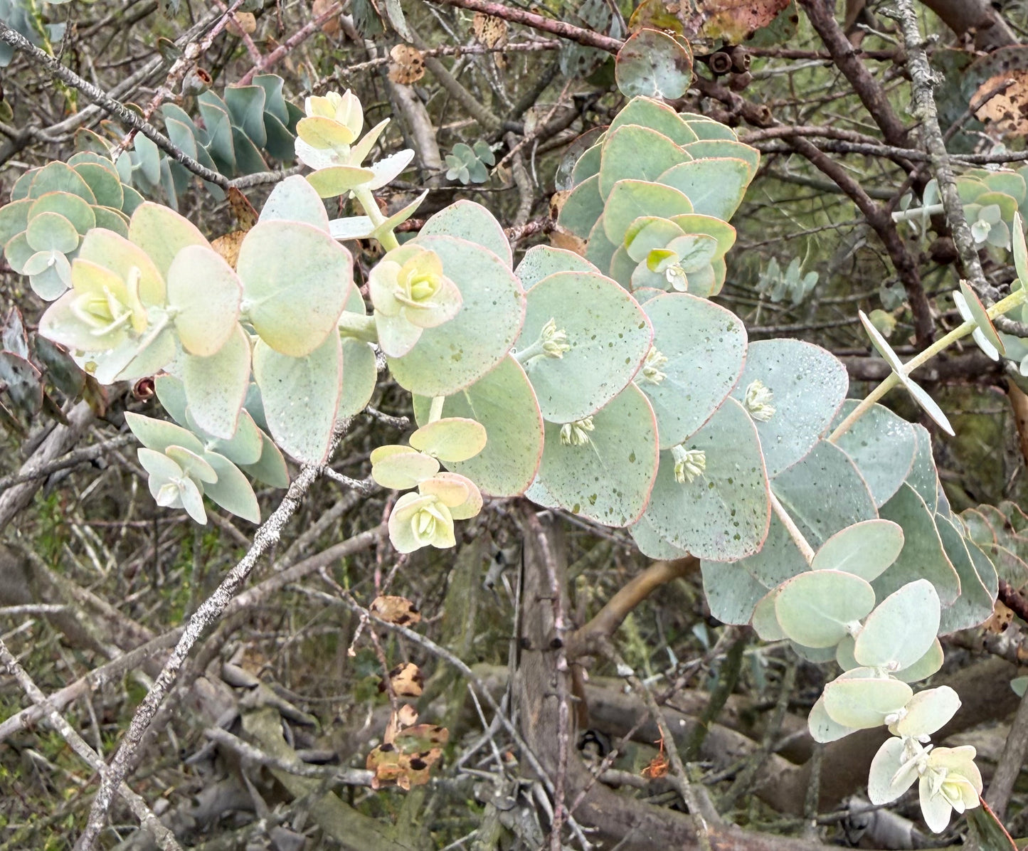 Eucalyptus ‘Mia’ (Premium Baby-Type Small Leaf Eucalyptus) – Upright Form – 1,000 Seeds - Bulk