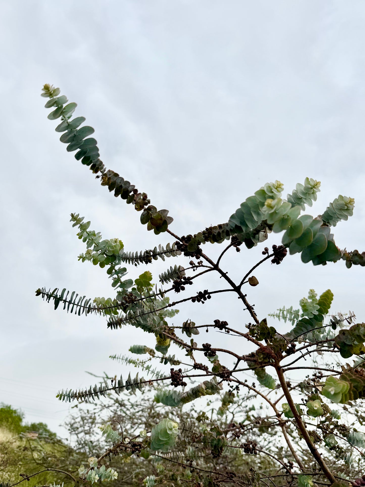 Eucalyptus ‘Mia’ (Premium Baby-Type Small Leaf Eucalyptus) – Upright Form – 1,000 Seeds - Bulk
