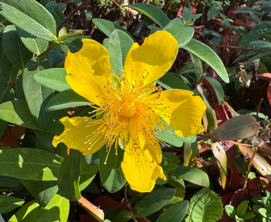 Hypericum calycinum (Creeping St. John’s Wort) - 1,000 Seeds - 2026 Pre Order