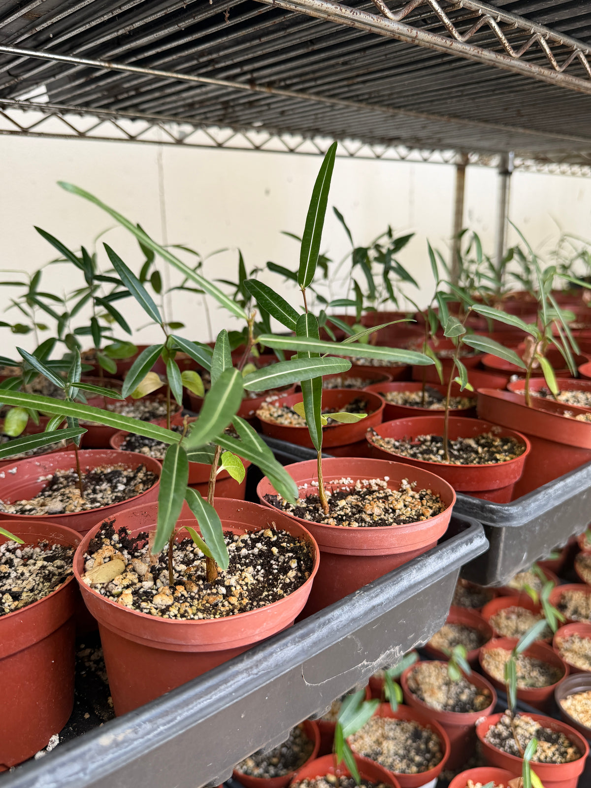 Brachychiton rupestris (Queensland Bottle Tree)  - 100 Seeds