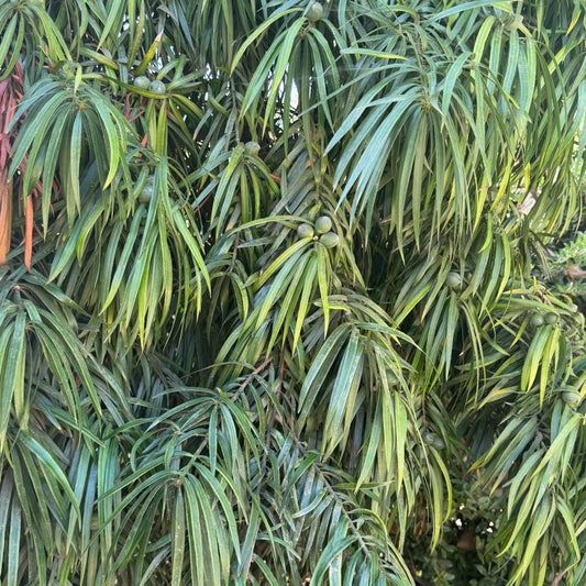 Podocarpus henkelii (Henkel’s Yellowwood) - 1000 Seeds - Bulk