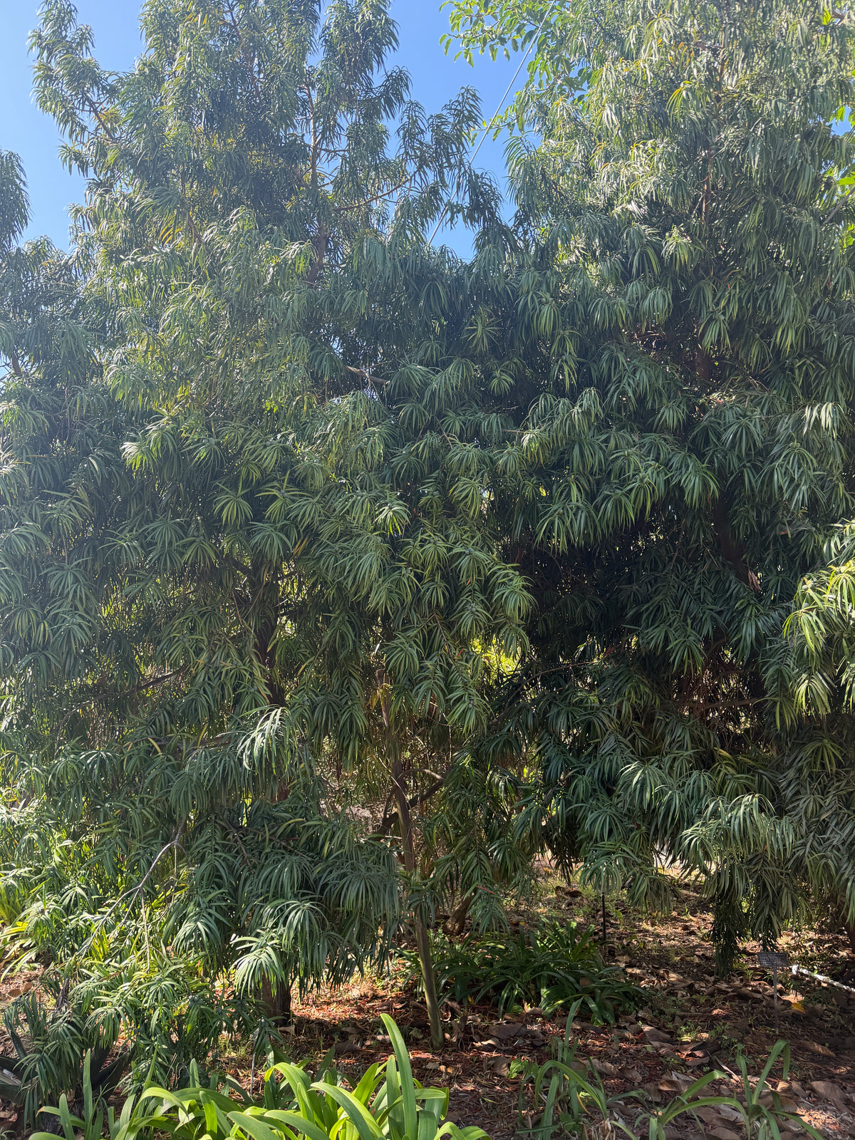Podocarpus henkelii (Henkel’s Yellowwood) - 1000 Seeds - Bulk