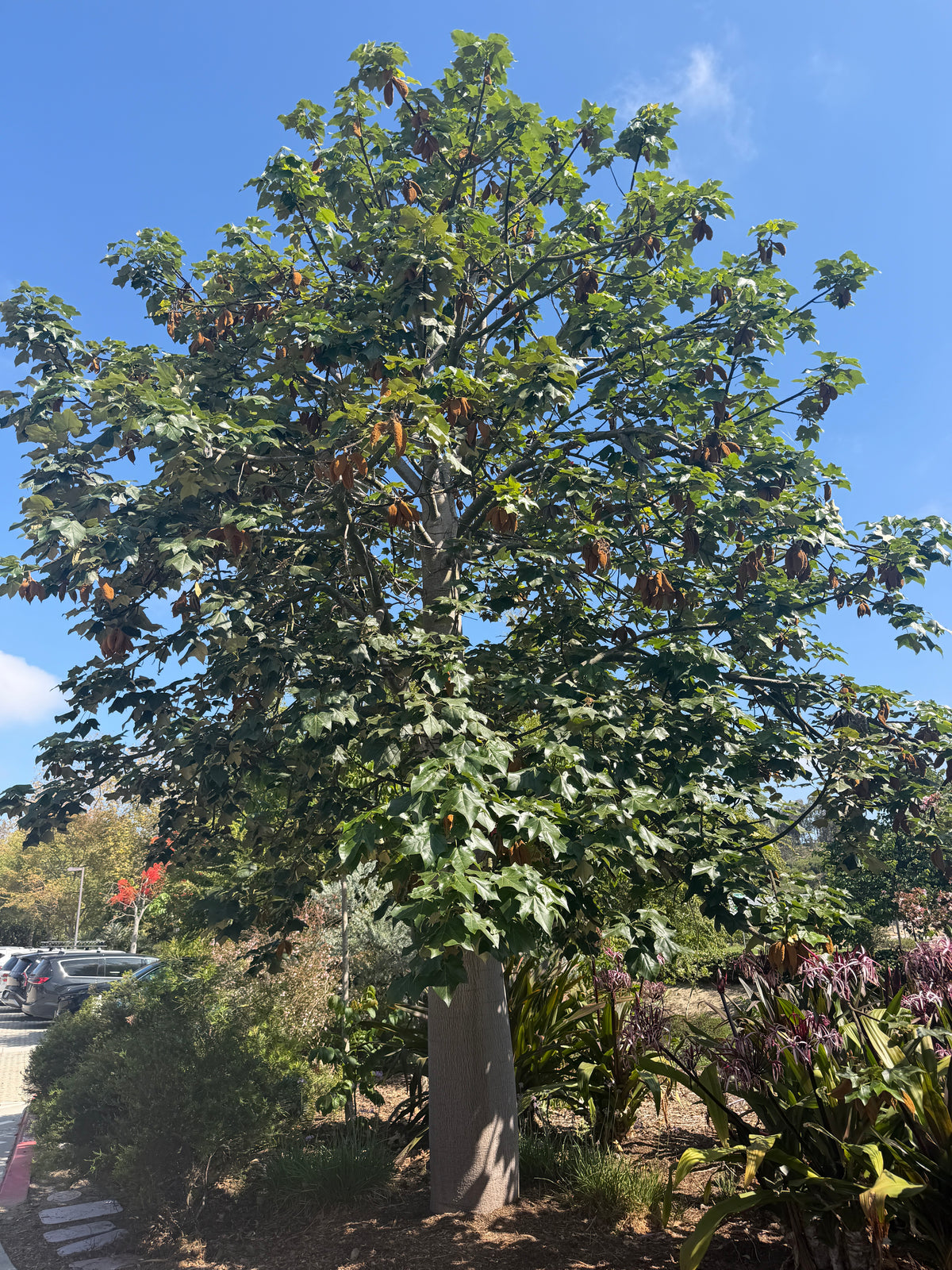 Brachychiton discolor (Pink Flame Tree) - 1000 Seeds - Bulk