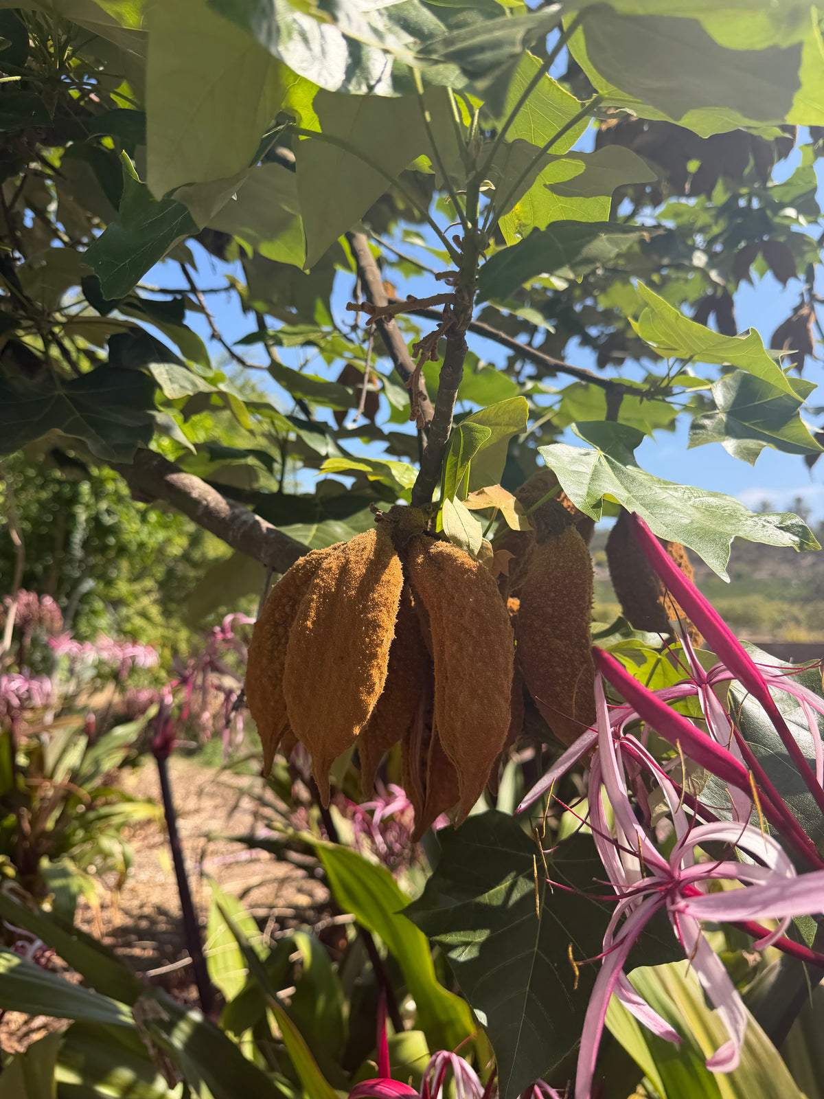 Brachychiton discolor (Pink Flame Tree) - 1000 Seeds - Bulk