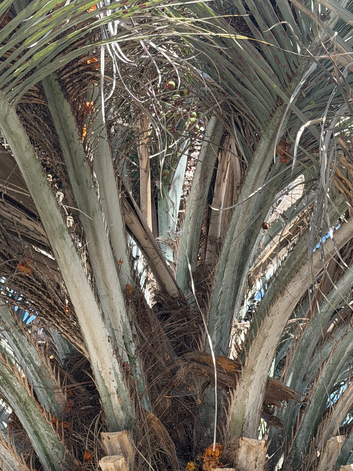 Butia capitata (Jelly Palm, Pindo Palm) - 1000 Seeds - Bulk