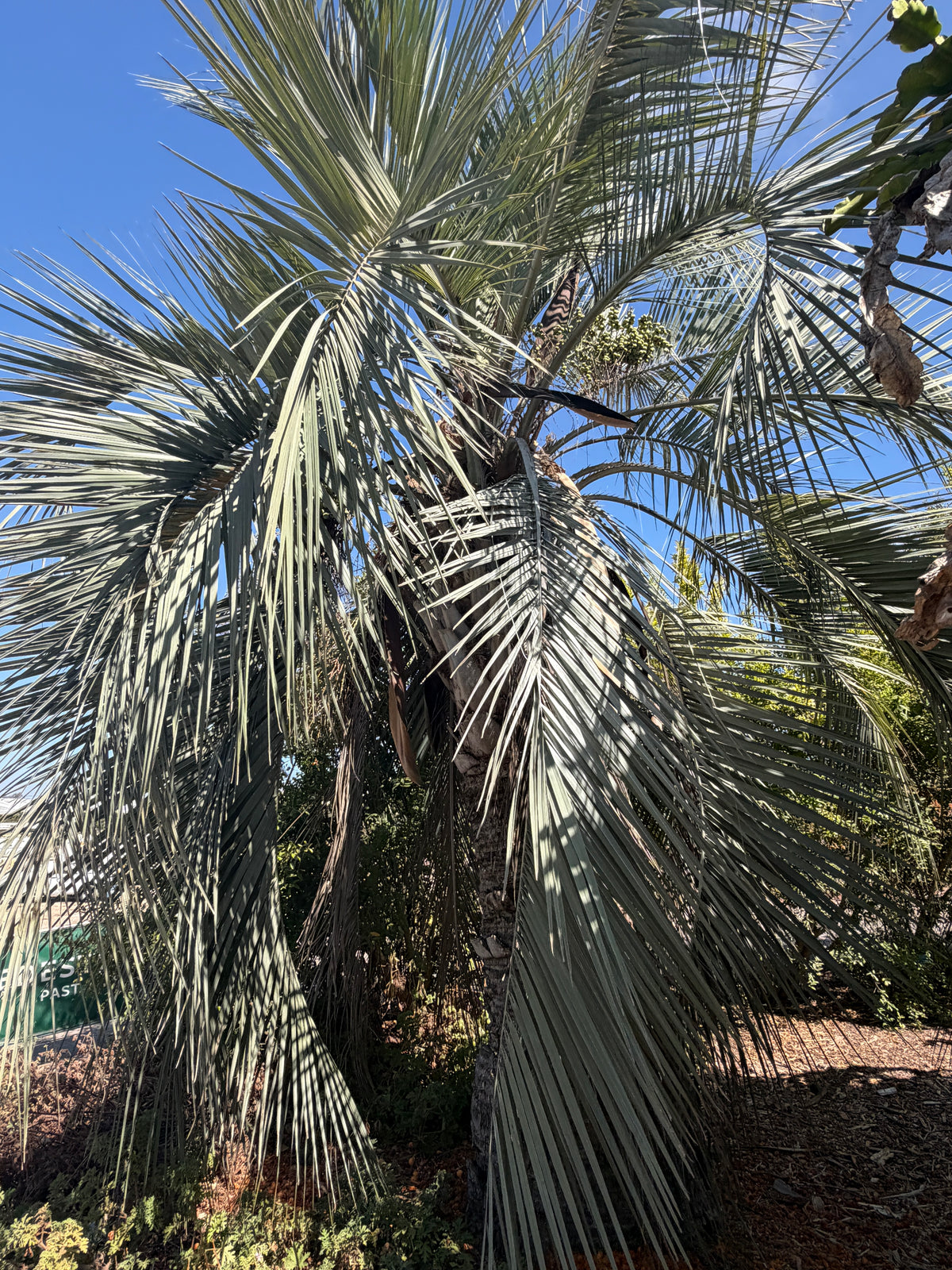Butia capitata (Jelly Palm, Pindo Palm) - 1000 Seeds - Bulk