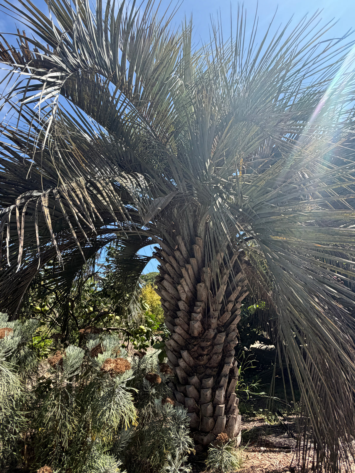 Butia capitata (Jelly Palm, Pindo Palm) - 1000 Seeds - Bulk