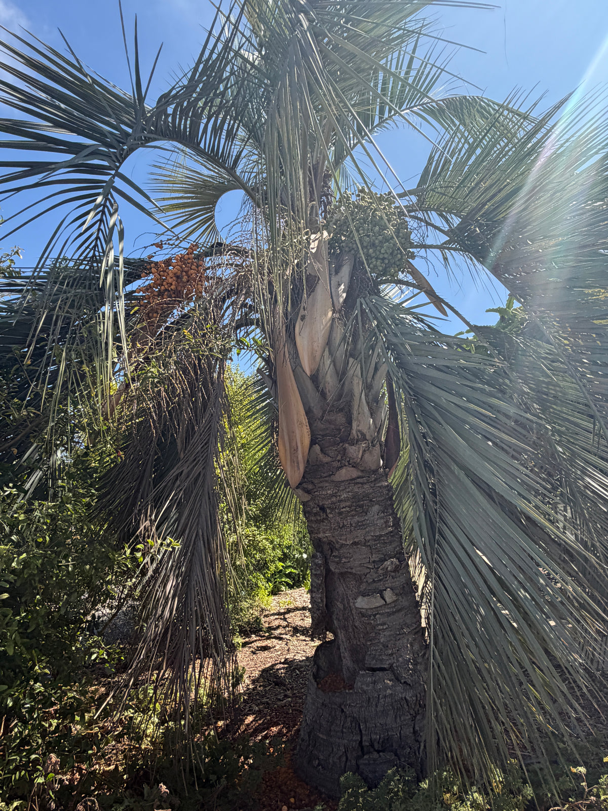 Butia capitata (Jelly Palm, Pindo Palm) - 1000 Seeds - Bulk
