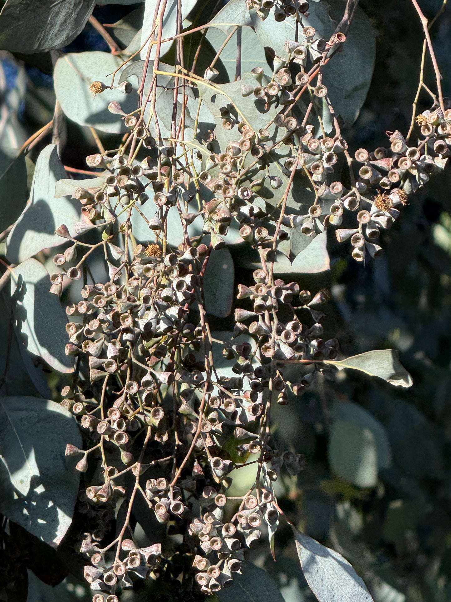Eucalyptus polyanthemos (Silver Dollar Gum) - 1,000 Seeds - Bulk
