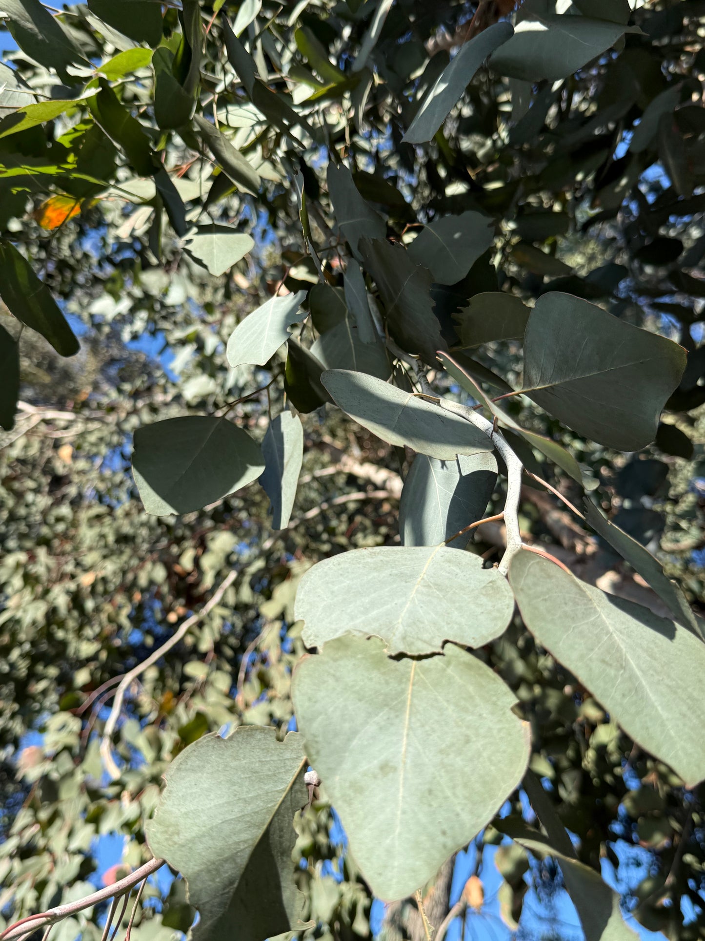 Eucalyptus polyanthemos (Silver Dollar Gum) - 1,000 Seeds - Bulk