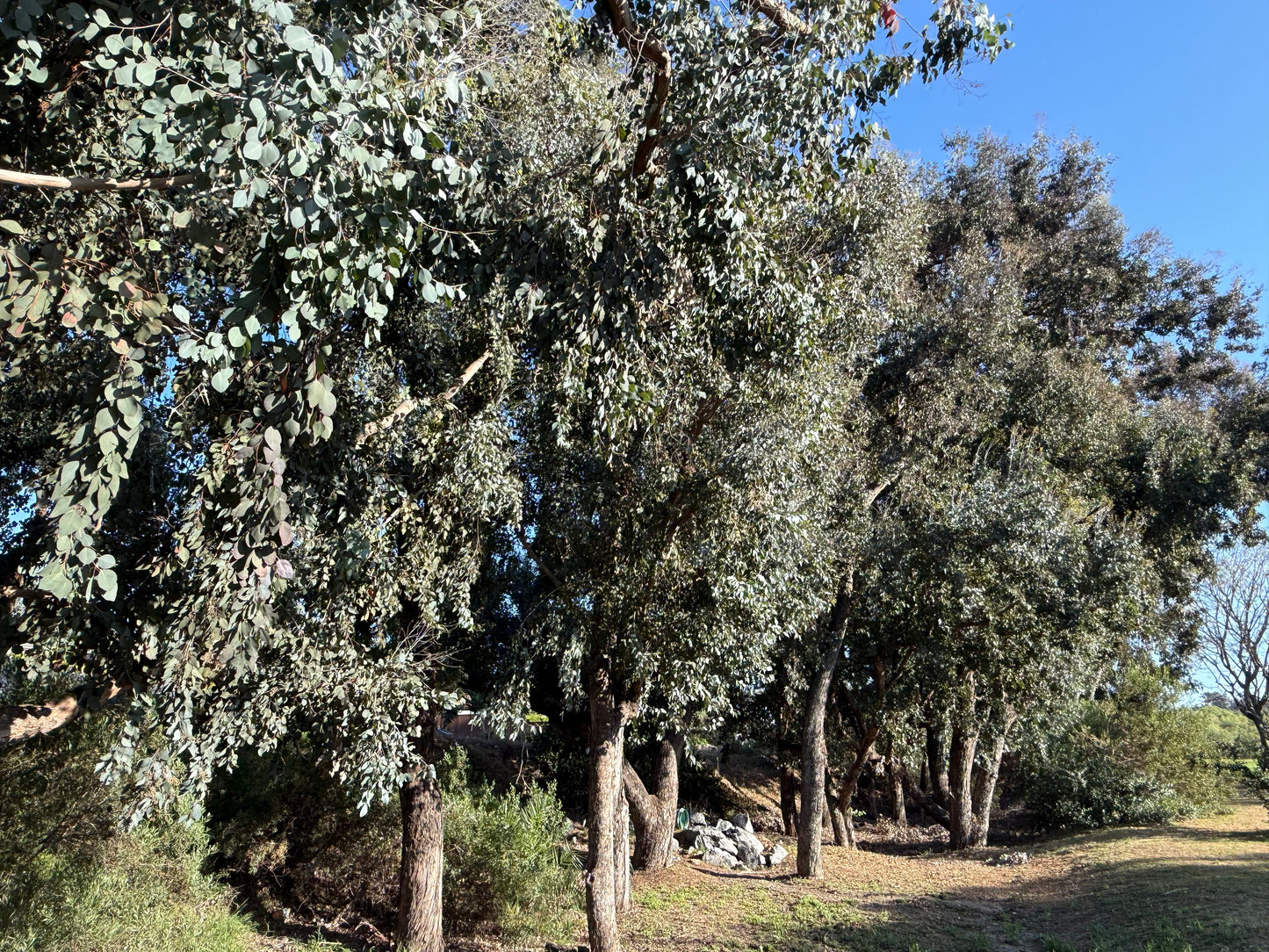 Eucalyptus polyanthemos (Silver Dollar Gum) - 1,000 Seeds - Bulk