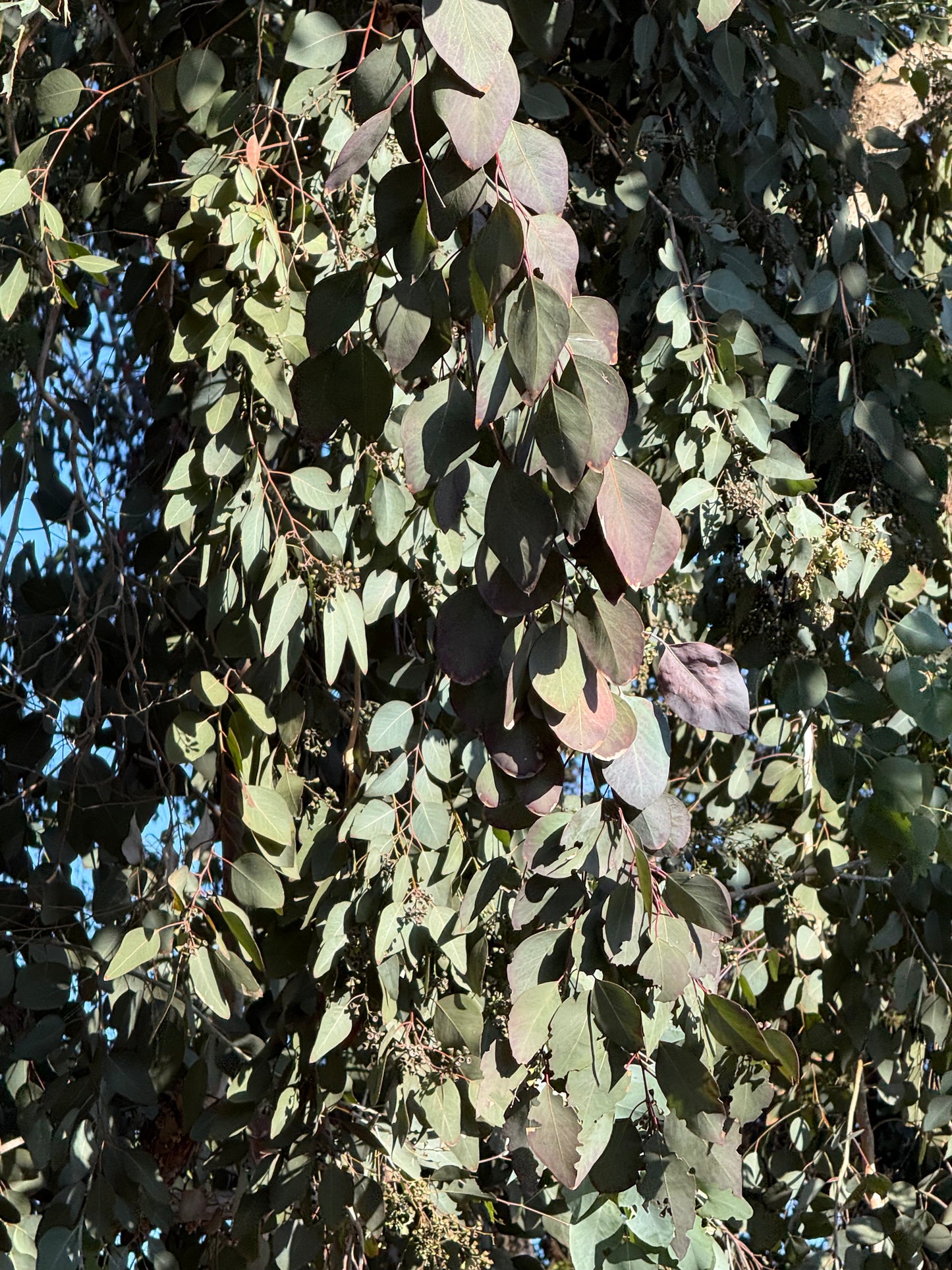 Eucalyptus polyanthemos (Silver Dollar Gum) - 1,000 Seeds - Bulk