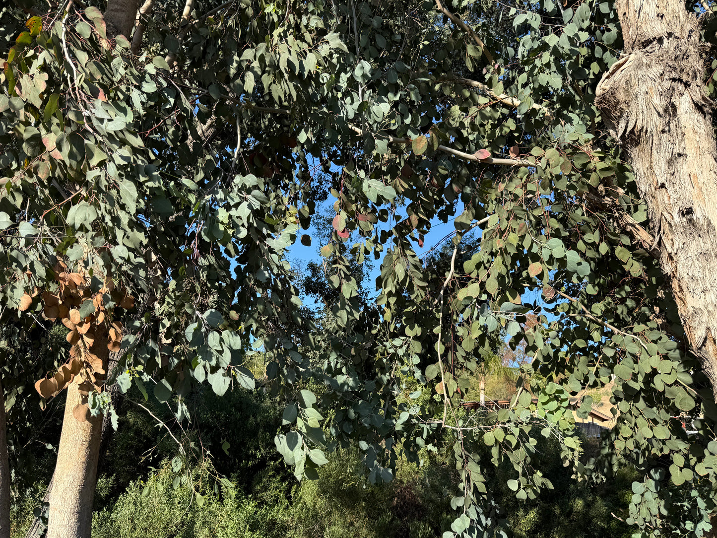 Eucalyptus polyanthemos (Silver Dollar Gum) - 1,000 Seeds - Bulk