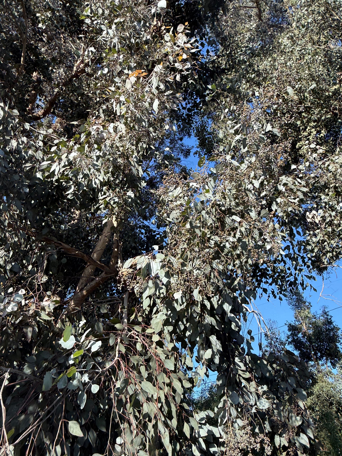 Eucalyptus polyanthemos (Silver Dollar Gum) - 1,000 Seeds - Bulk