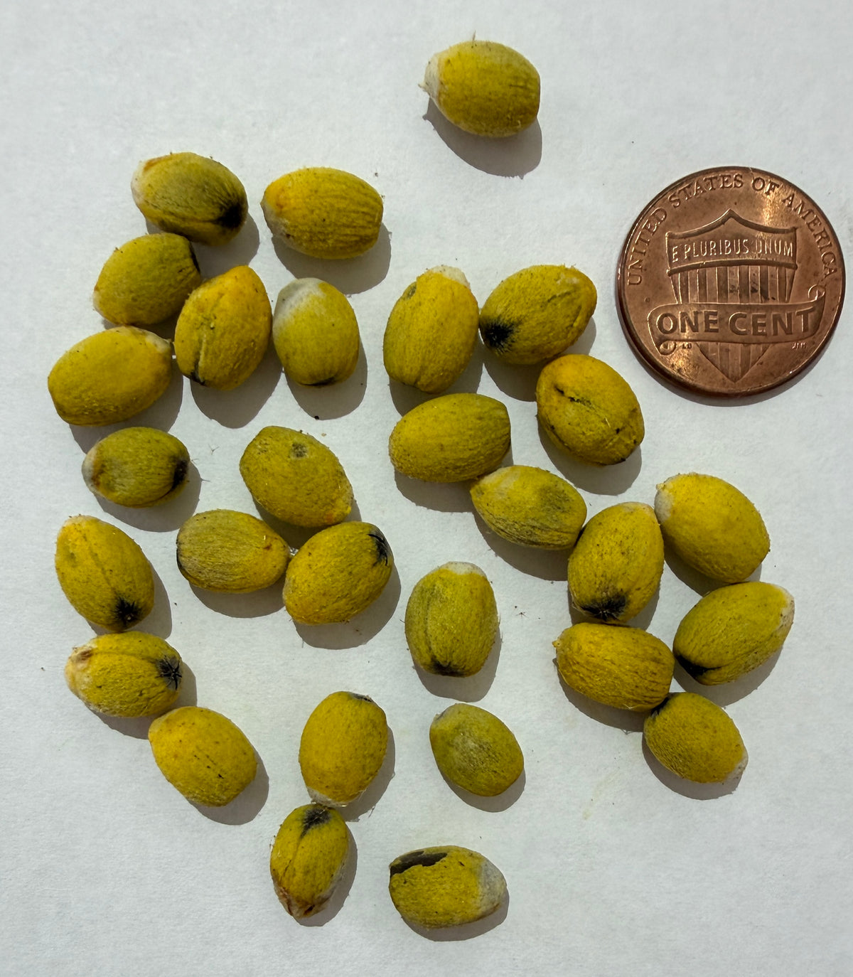 Brachychiton discolor (Pink Flame Tree) - 1000 Seeds - Bulk