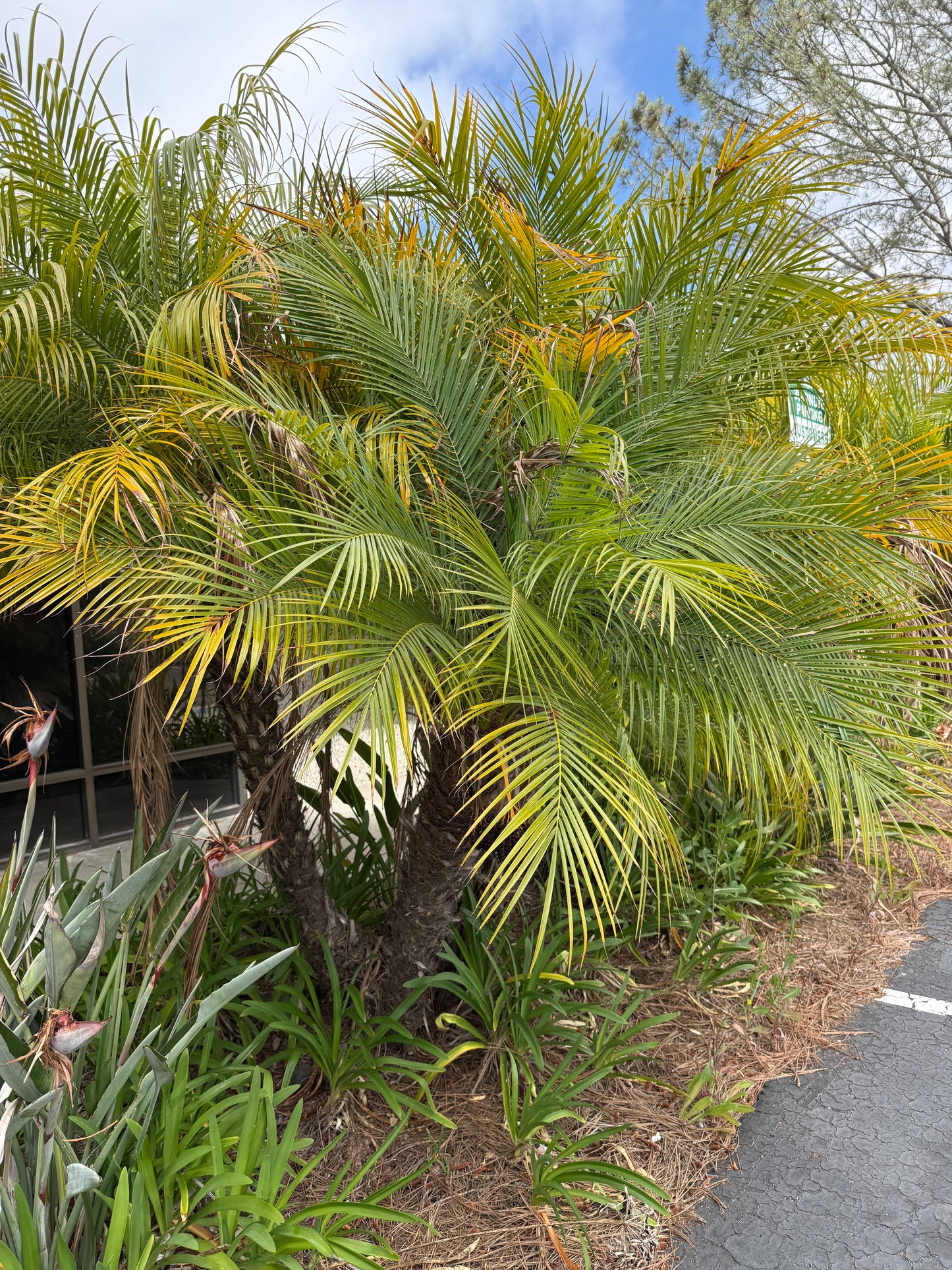 Phoenix robellini (Pygmy Date Palm) - 1000 Seeds - Bulk