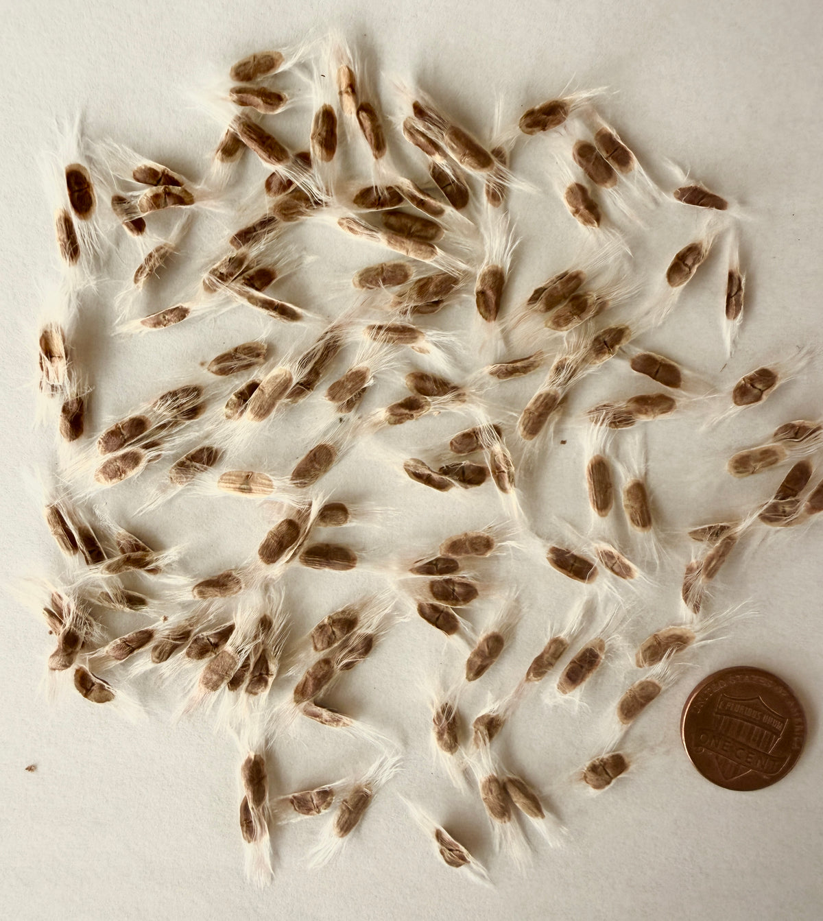 Chilopsis linearis (Desert Willow) - 1000 Seeds - Bulk