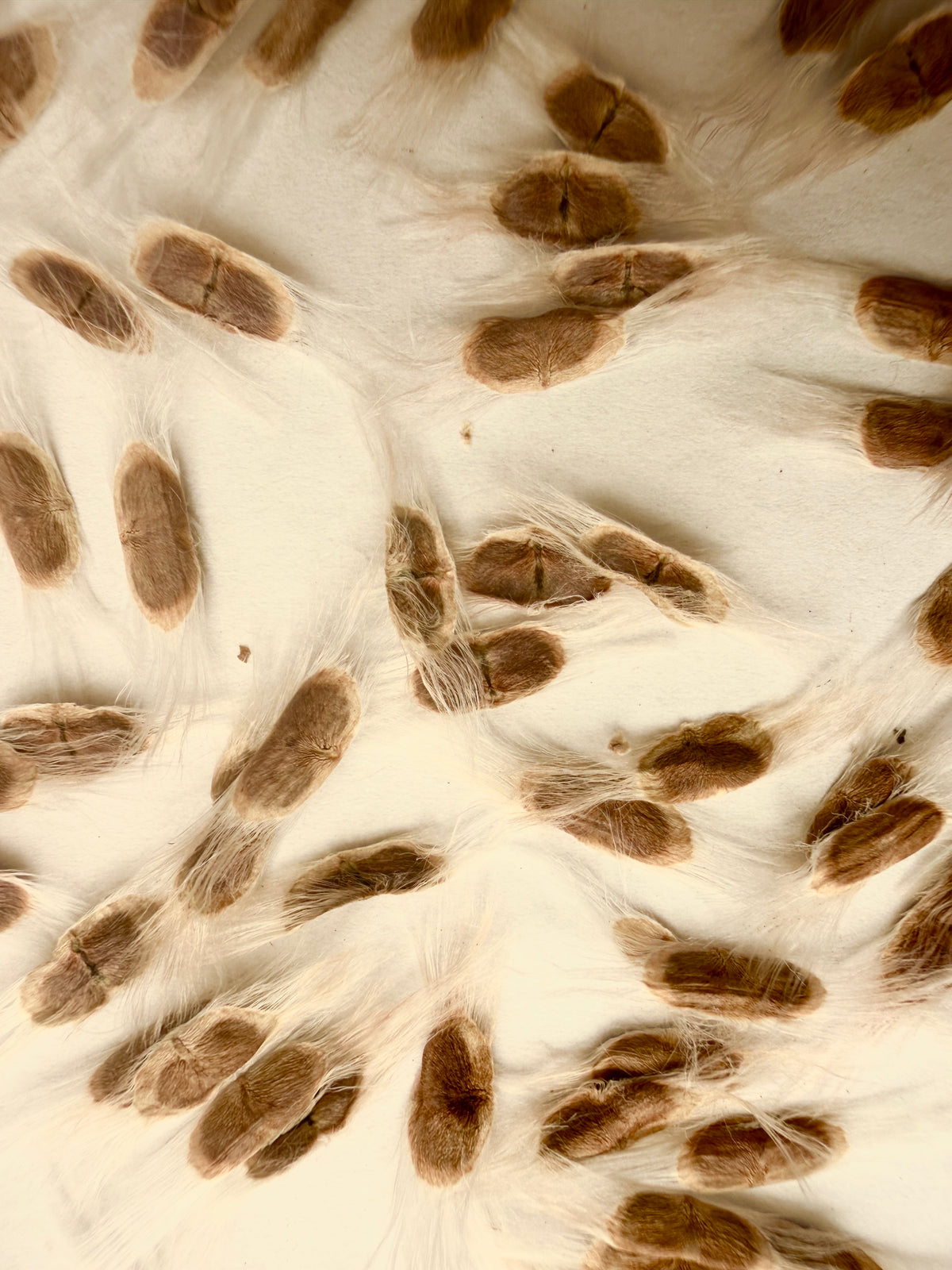 Chilopsis linearis (Desert Willow) - 1000 Seeds - Bulk