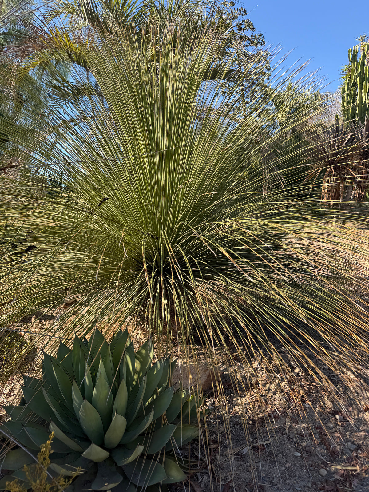 Dasylirion longissimum (Mexican Grass Tree) - 1,000 Seeds - Bulk
