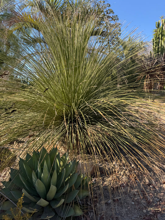Dasylirion longissimum (Mexican Grass Tree) - 1,000 Seeds - Bulk