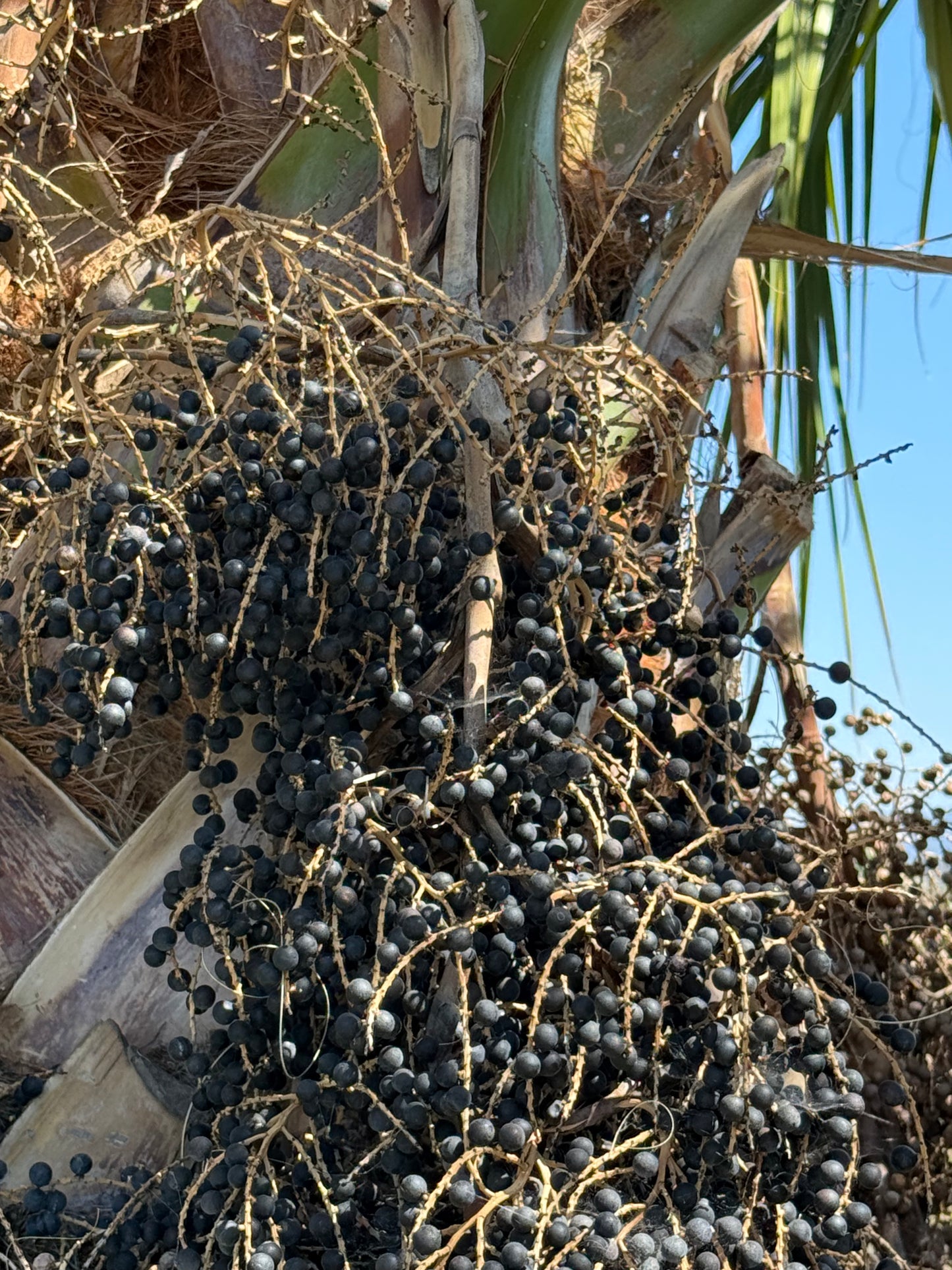 Sabal domingensis (Dominican Palmetto) - 1000 Seeds - Bulk