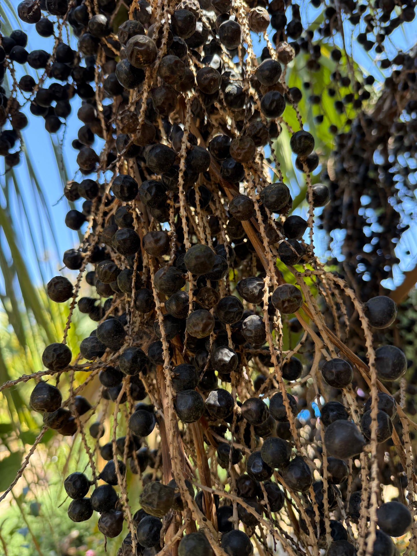 Sabal ‘Riverside’ (Riverside Palm) - 1000 Seeds - Bulk