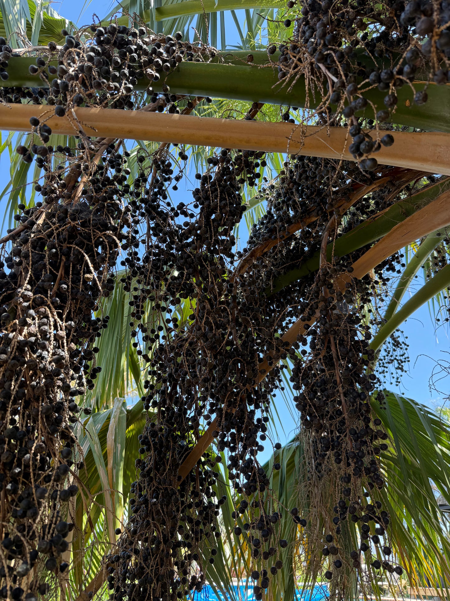 Sabal ‘Riverside’ (Riverside Palm) - 1000 Seeds - Bulk