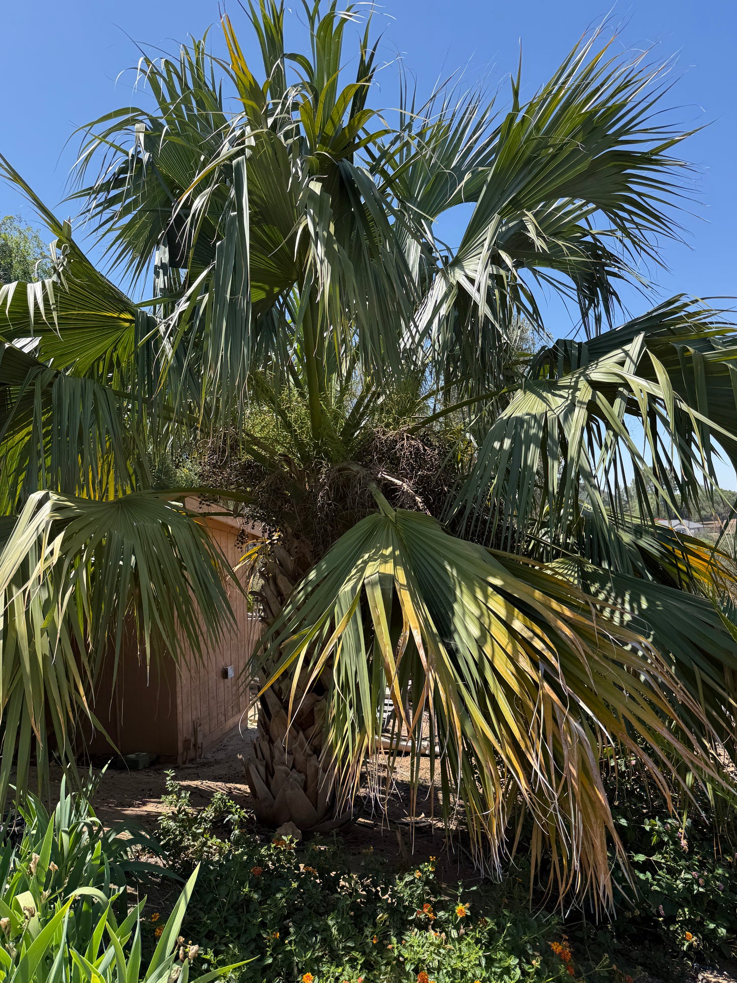 Sabal ‘Riverside’ (Riverside Palm) - 1000 Seeds - Bulk