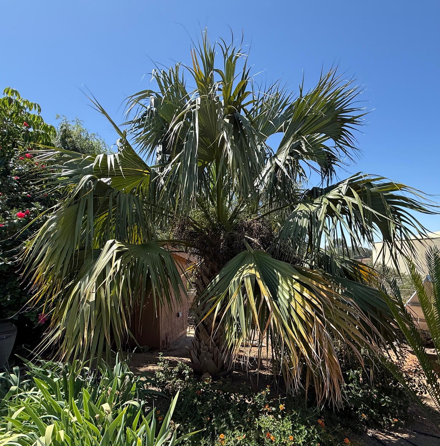 Sabal ‘Riverside’ (Riverside Palm) - 1000 Seeds - Bulk