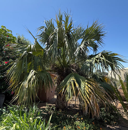 Sabal ‘Riverside’ (Riverside Palm) - 1000 Seeds - Bulk