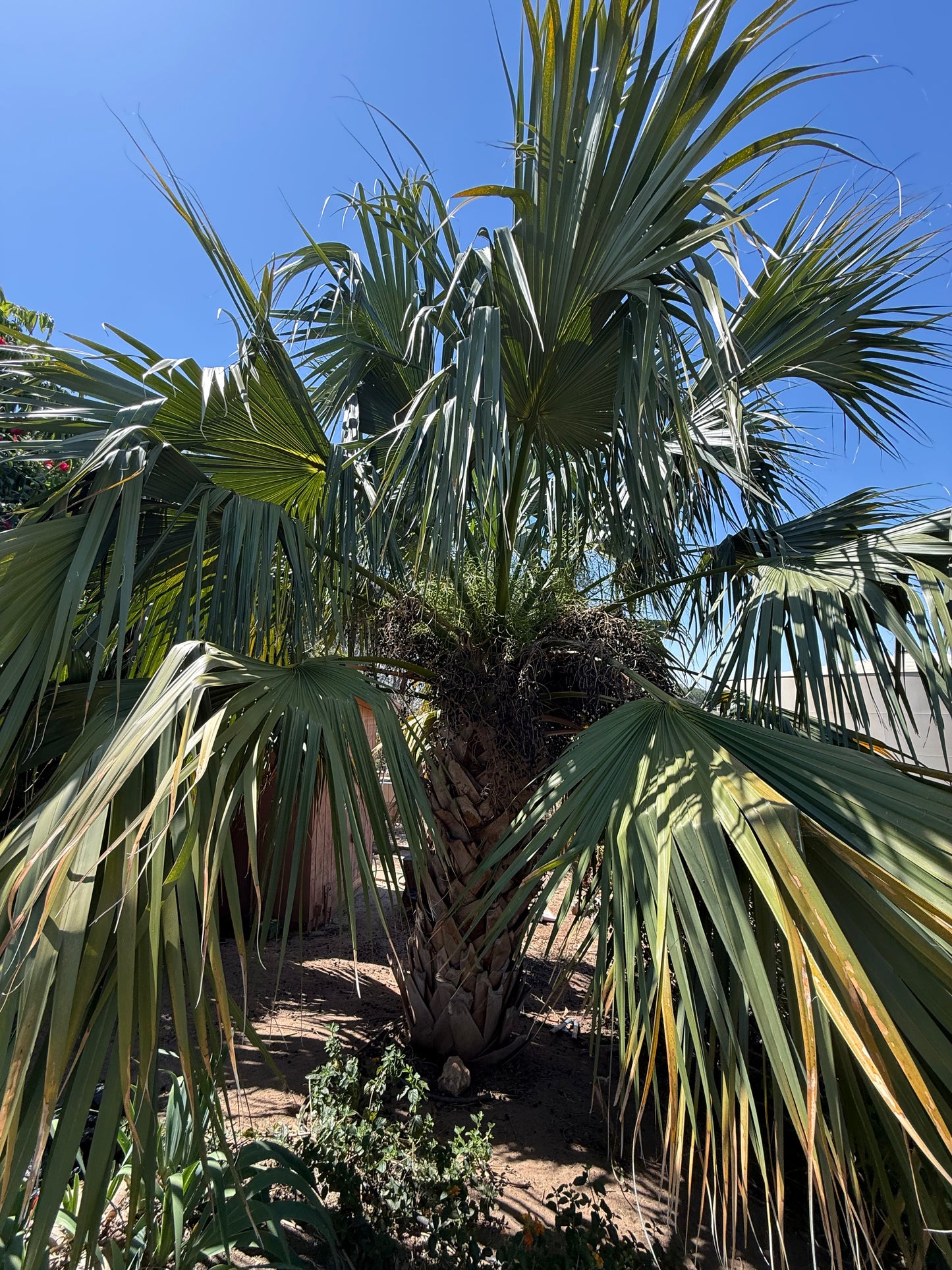 Sabal ‘Riverside’ (Riverside Palm) - 1000 Seeds - Bulk