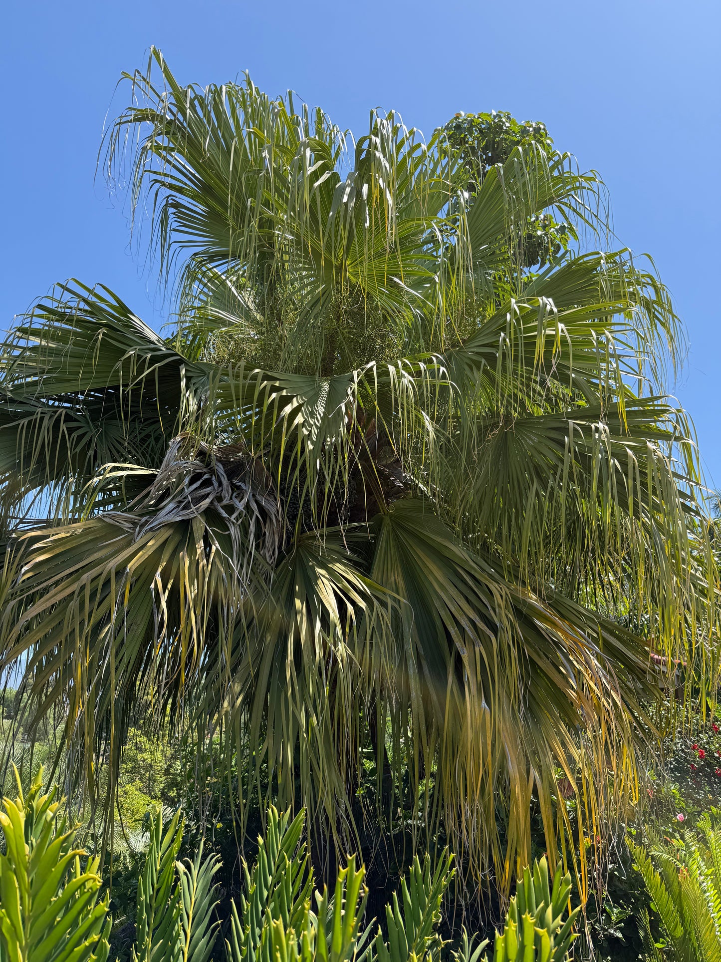 Livistona chinensis (Chinese Fan Palm) - 1000 Seeds - Bulk
