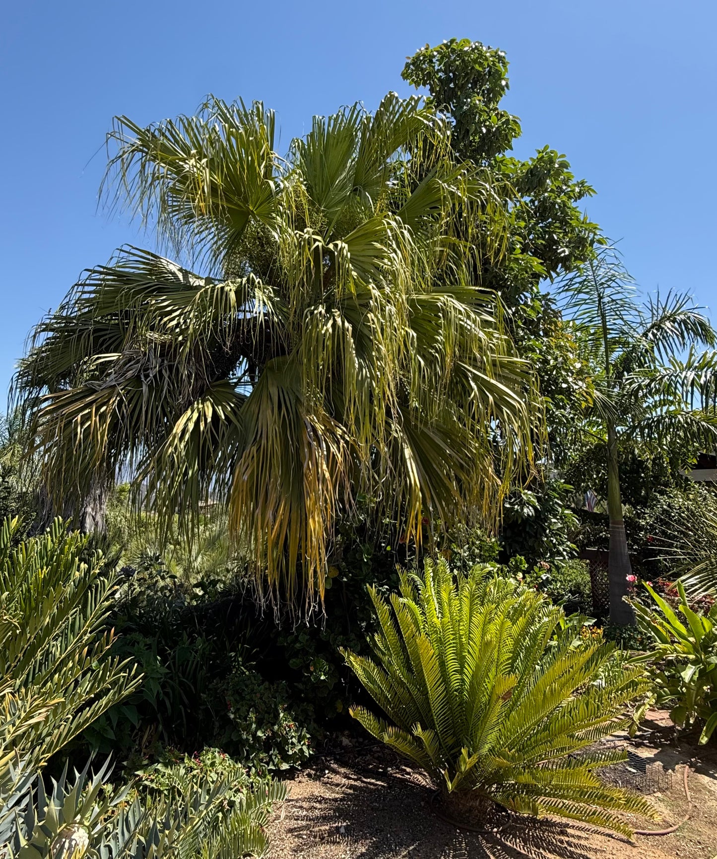 Livistona chinensis (Chinese Fan Palm) - 1000 Seeds - Bulk