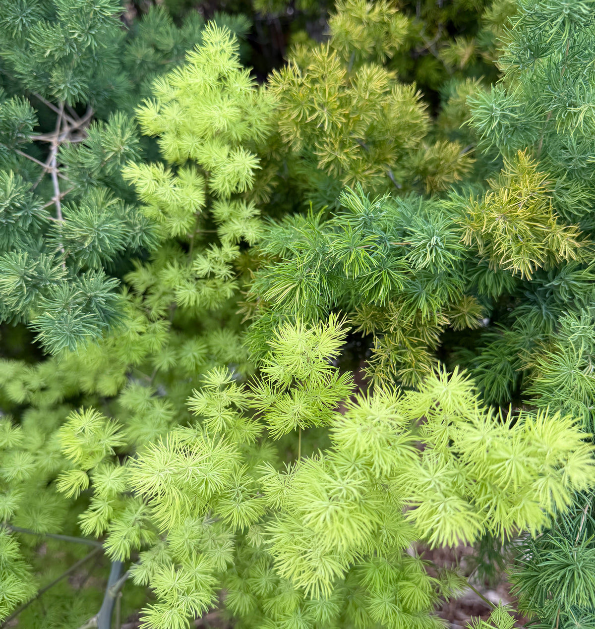 Asparagus retrofractus (Ming Fern) - 1,000 Seeds - Bulk
