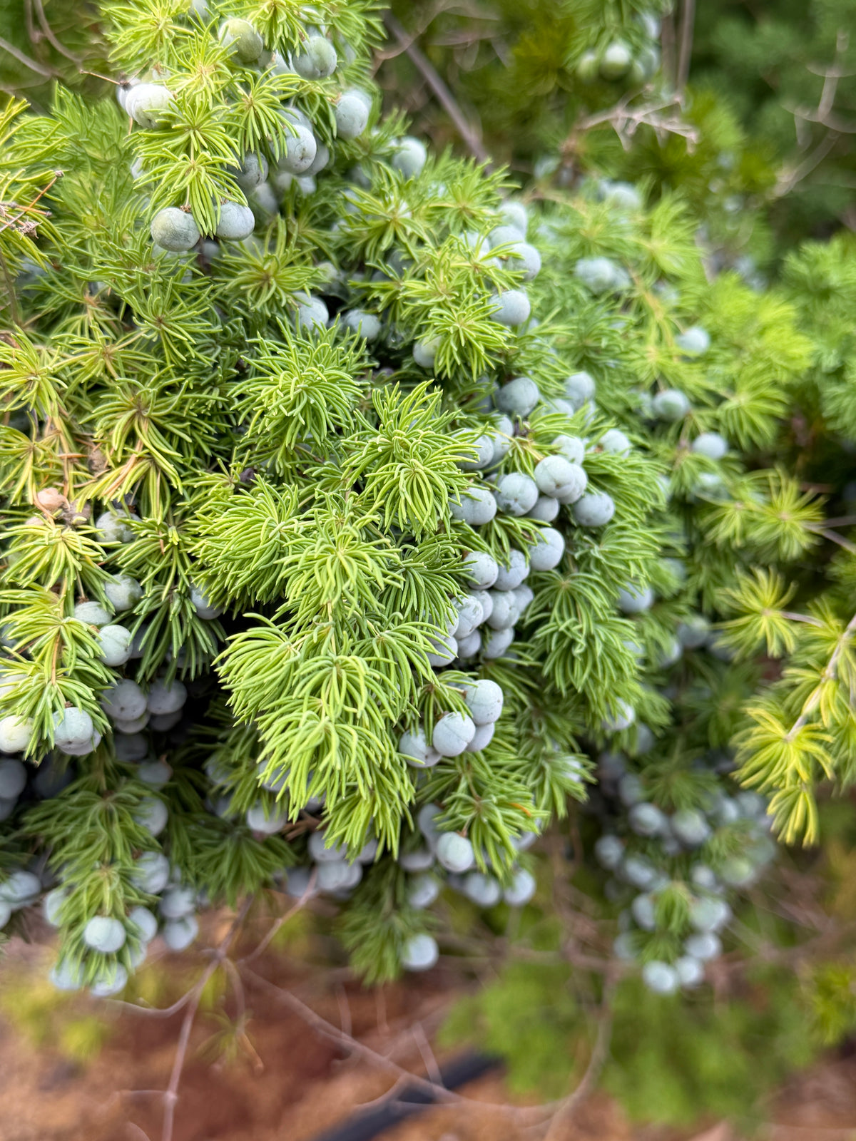 Asparagus retrofractus (Ming Fern) - 1,000 Seeds - Bulk