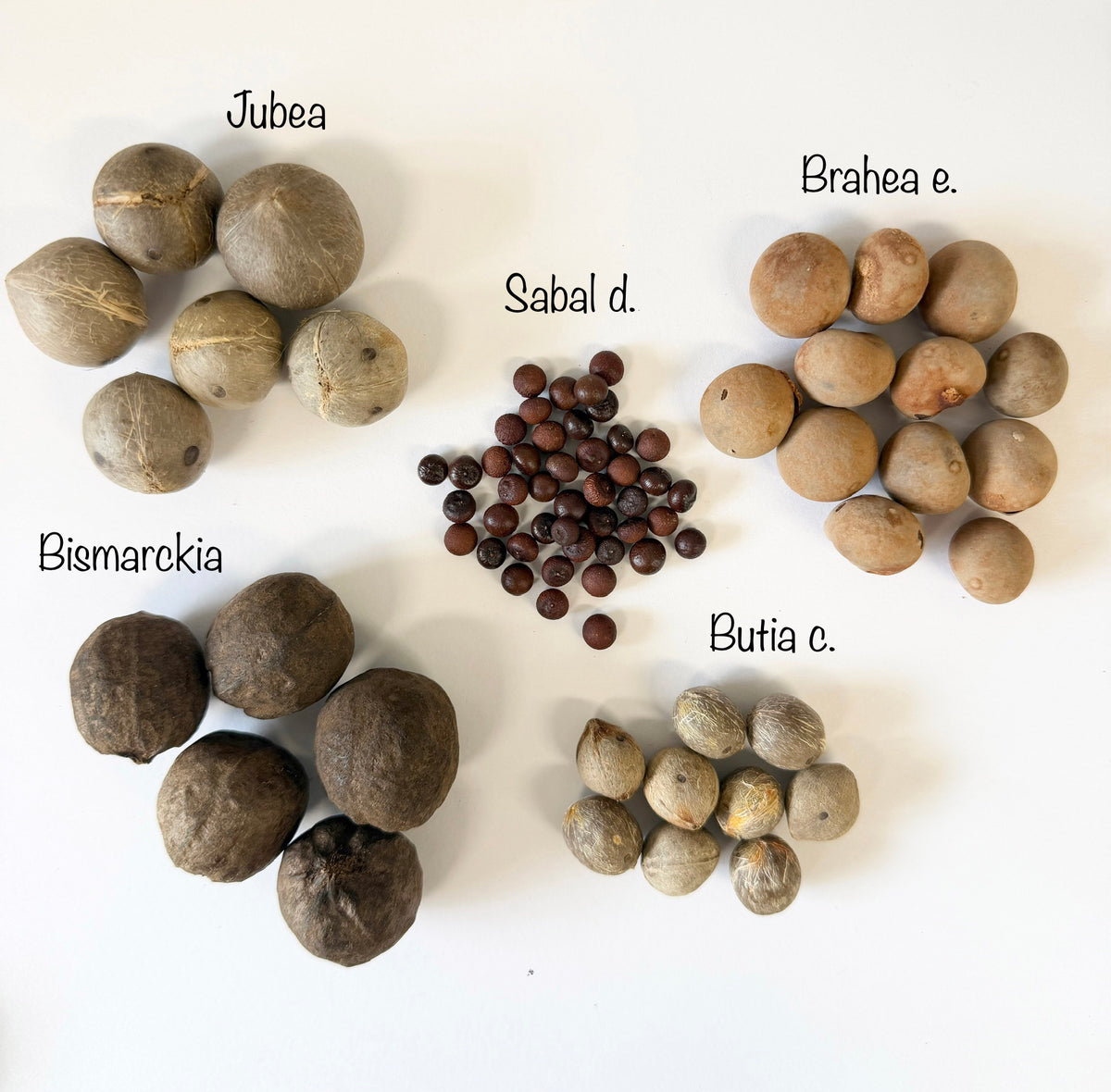 Palm Seed Variety Pack – 5 Varieties, 230 Seeds