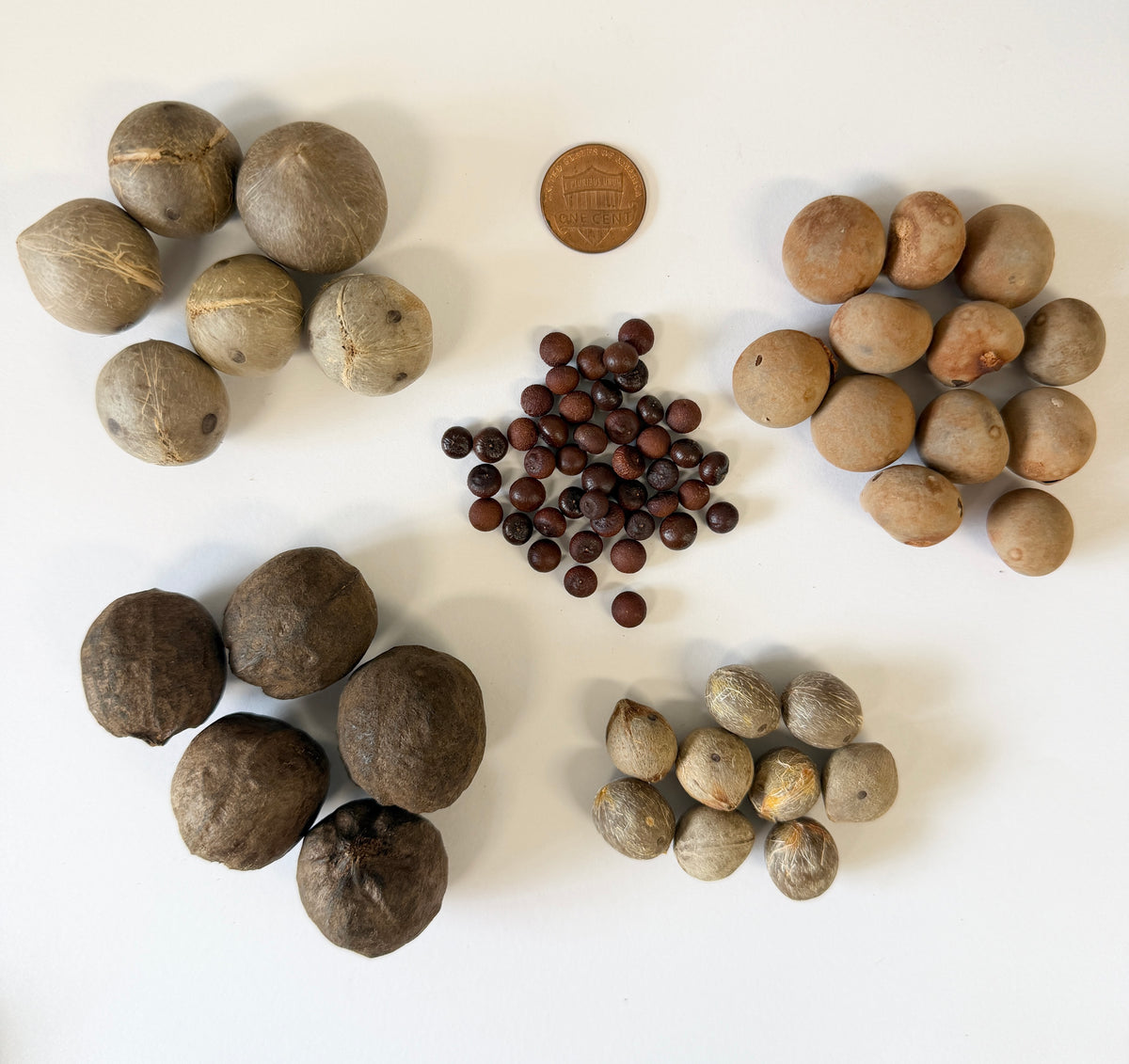Palm Seed Variety Pack – 5 Varieties, 230 Seeds